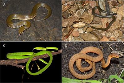 Transcriptome Analysis Reveals Olfactory System Expression Characteristics of Aquatic <mark class="highlighted">Snakes</mark>